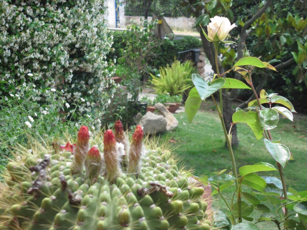Bed & Breakfast Dessole Olbia